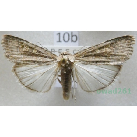 Spodoptera exigua (Hübner, 1808) Greece10b